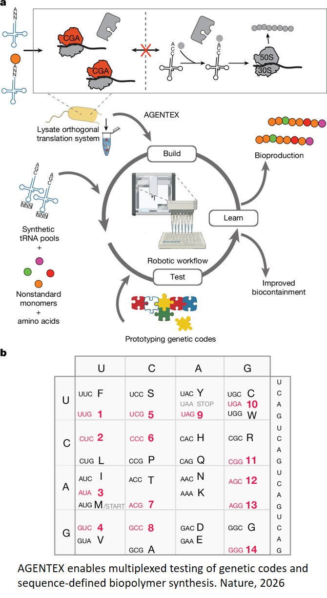 New method to synthesize proteins by modifying tRNAs 
