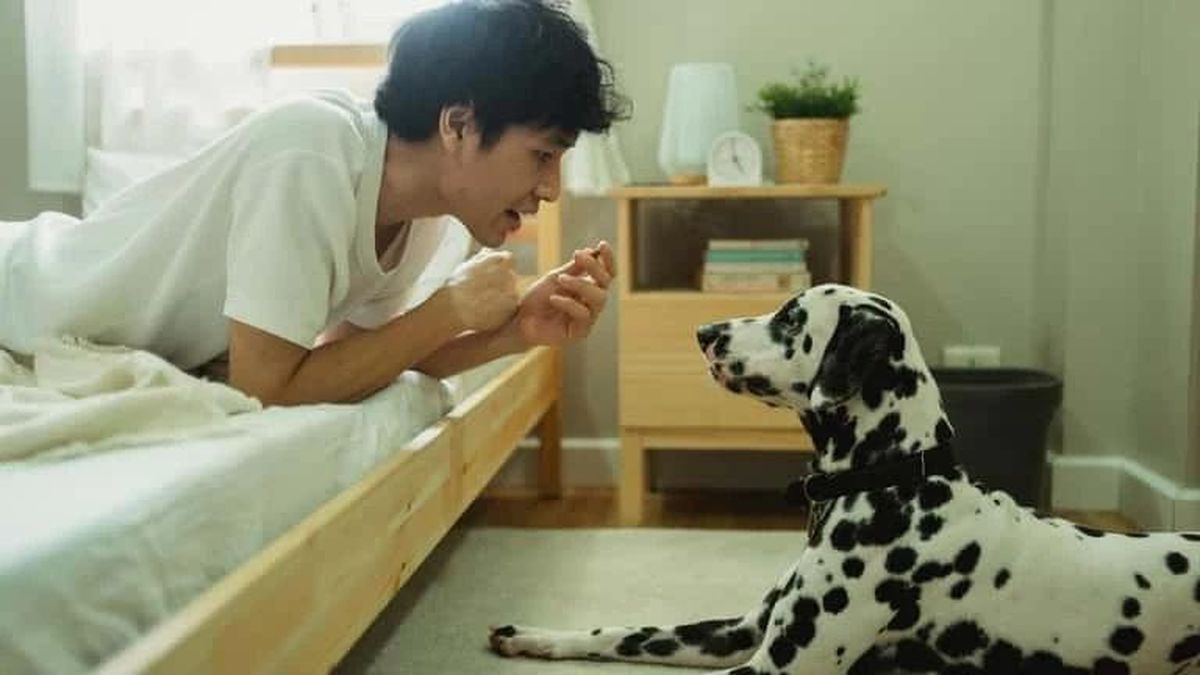 [GALLERY] Startup AI Trung Quốc gây sốc với máy 'dịch tiếng chó mèo' - Báo Tri thức &amp; Cuộc sống