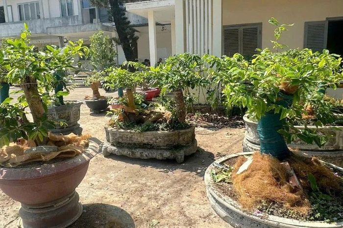 Vụ tịch thu 42 cây mai vàng ở Côn Đảo... cần phân biệt 'cây cảnh' - 'lâm sản' - Báo Tri thức &amp; Cuộc sống