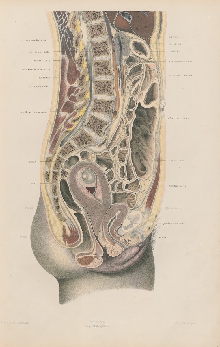Topographisch anatomischer Atlas nach Durchschnitten an gefrornen Cadavern Pl04