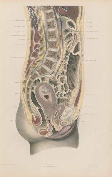 Topographisch anatomischer Atlas nach Durchschnitten an gefrornen Cadavern Pl04