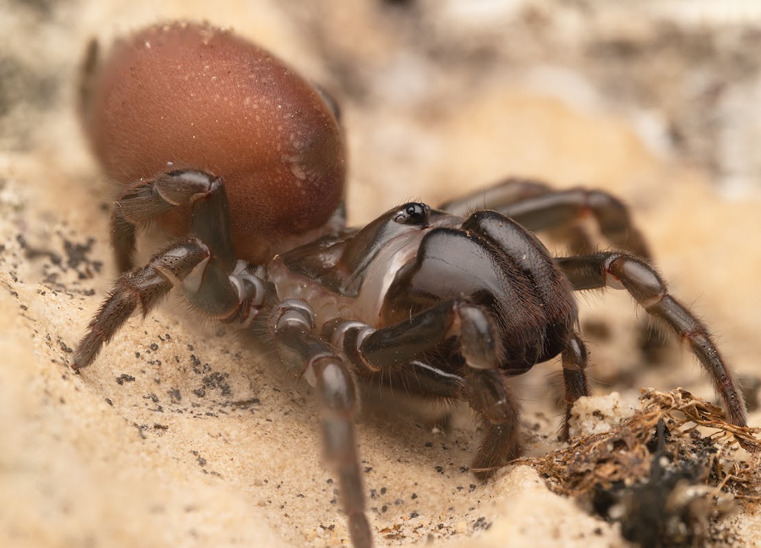 Atypus affinis