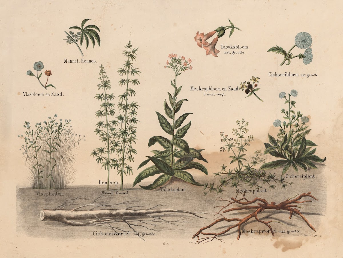 Various plants 1841