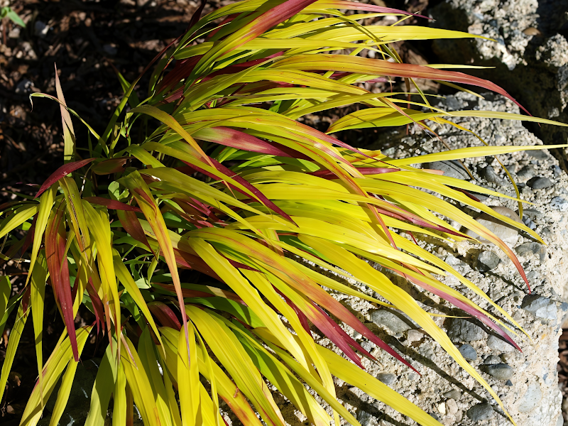 Hakonechloa macra Sunflare pianta ornamentale dorata per giardino in ombra