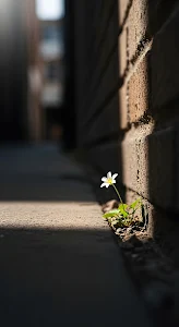 Tiny White Flower Growing in Concrete Crack Sunlight