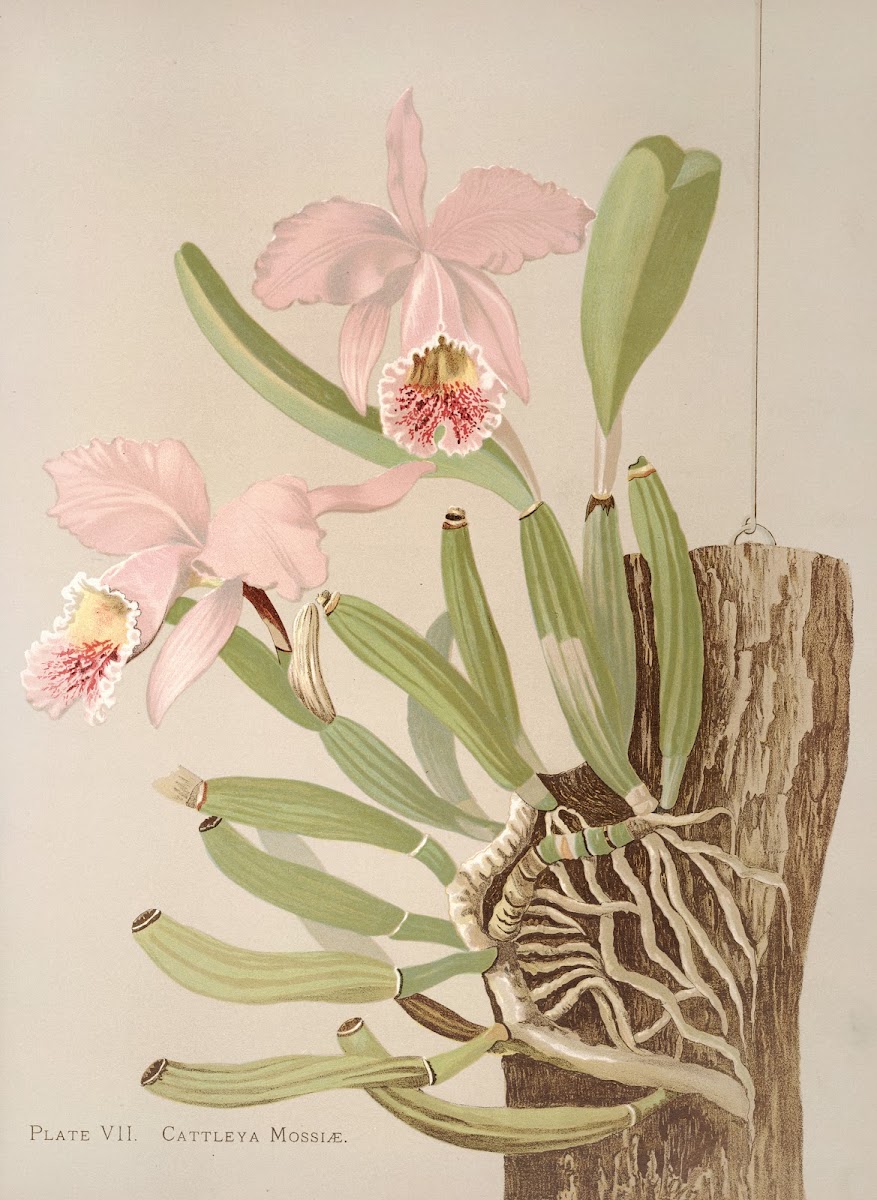 Cattleya Mosslae 1885
