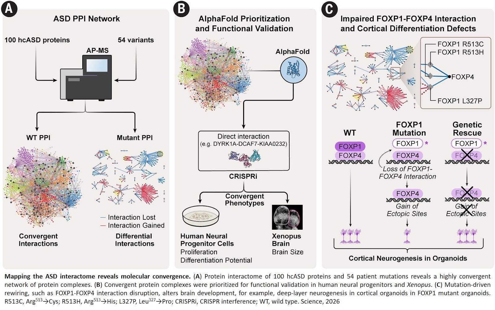 Rewiring of protein interaction networks by autism mutations
