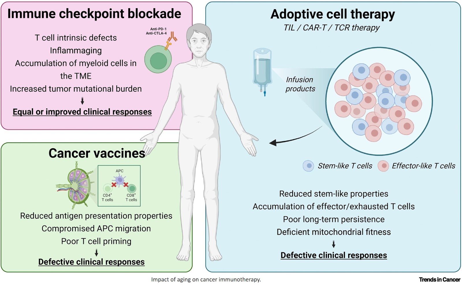 The impact of aging on antitumor immunity and cancer immunotherapy