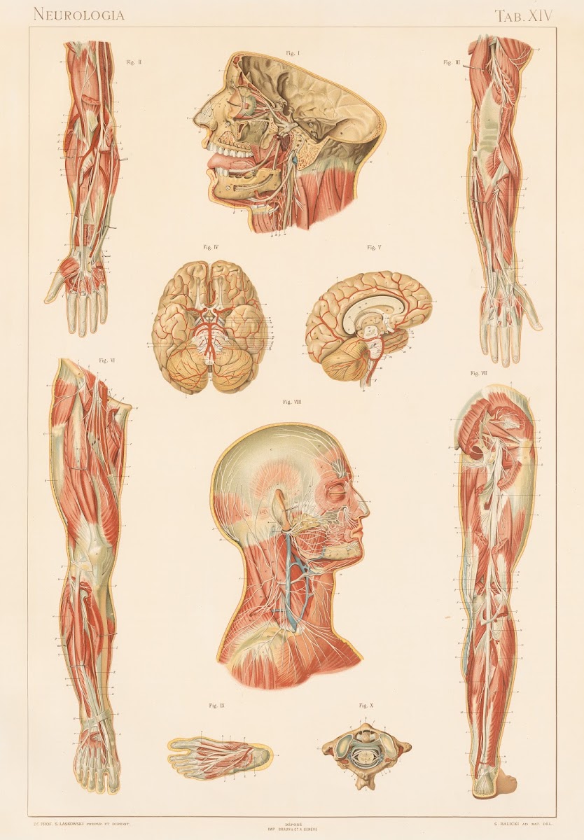 Anatomie normale du corps humain Pl16 1894