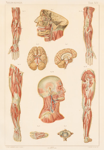 Anatomie normale du corps humain Pl16 1894