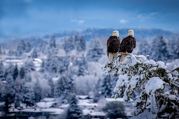 Eagle Winter Wallpaper