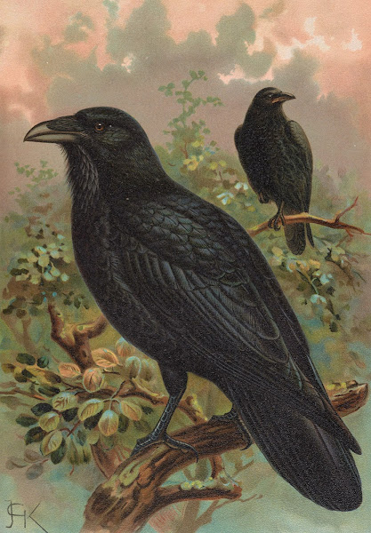 Corvus corax