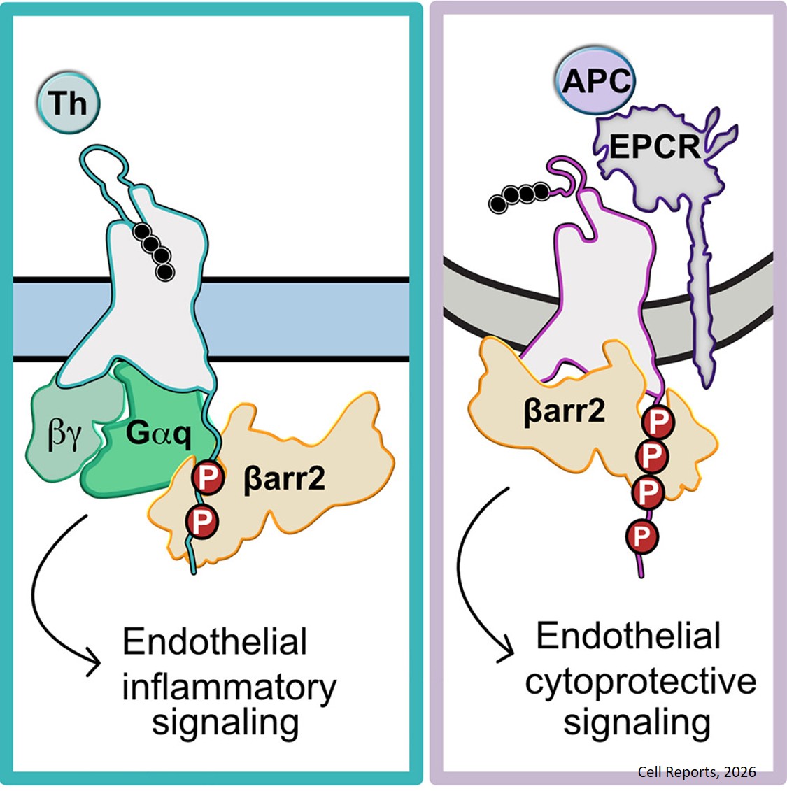 Signaling bias of the protease-activated receptor-1 is dictated by distinct GRK5 and β-arrestin-2 determinants