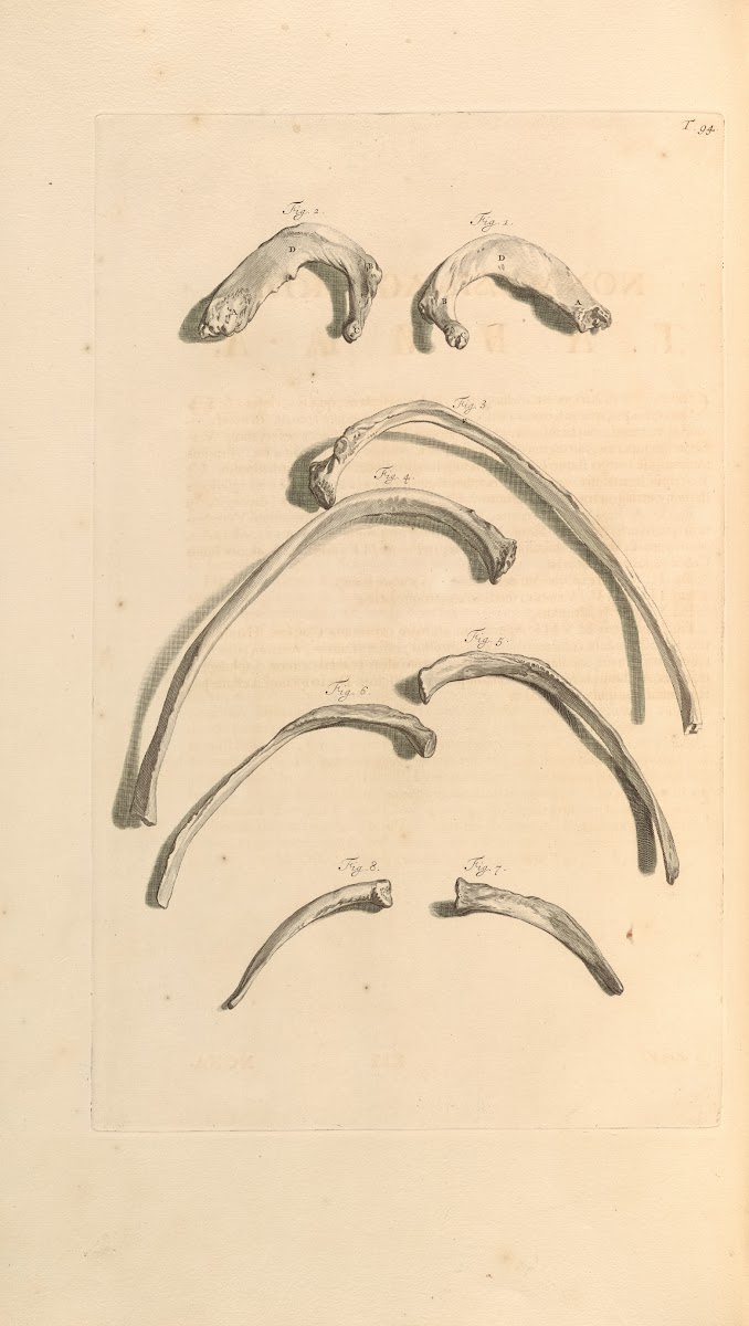 Anatomia humani corporis Pl095 1685