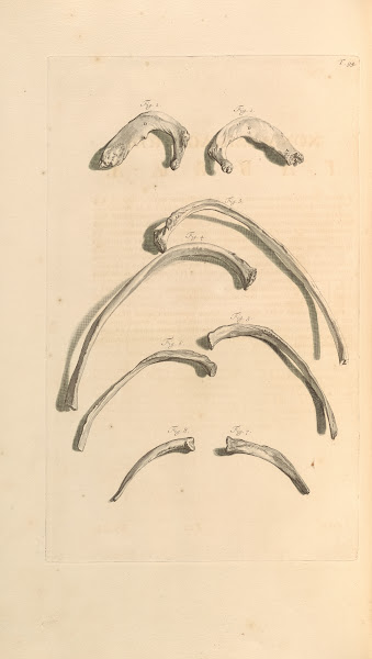 Anatomia humani corporis Pl095 1685