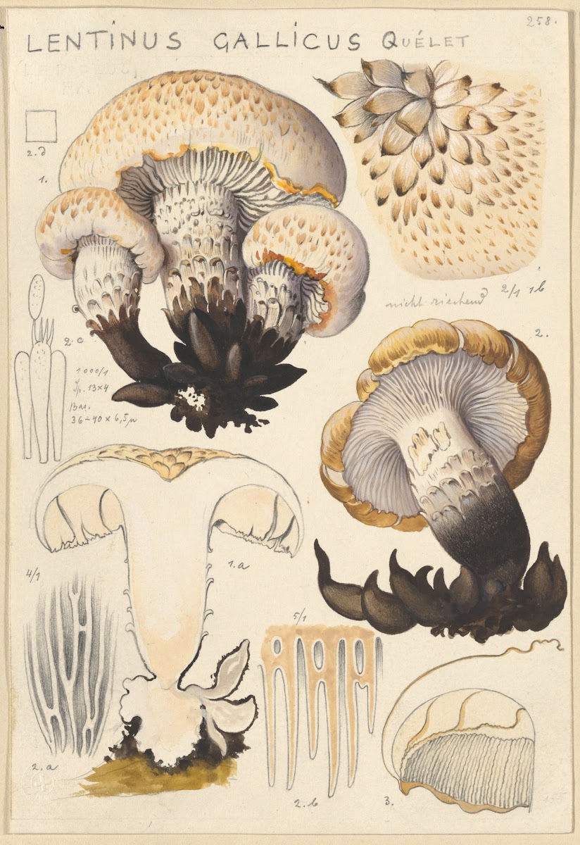 Lentinus gallicus 1915 1945