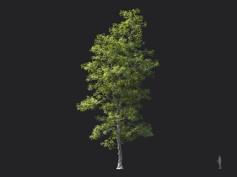 Maxtree - Plant Models Vol.124