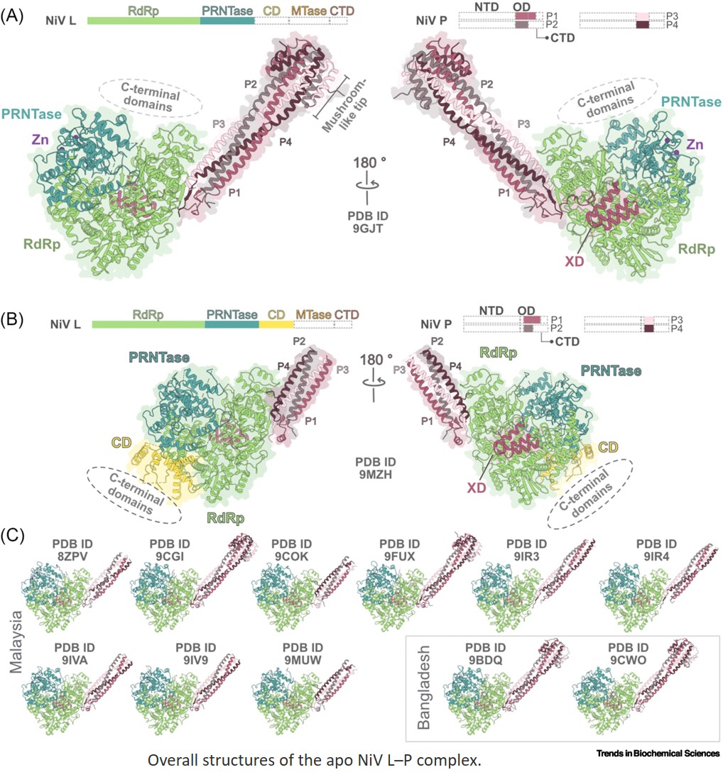 Structure and dynamics of the Nipah virus RNA-dependent RNA polymerase