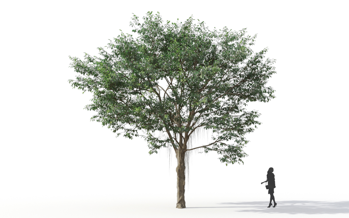 Maxtree - Plant Models Vol.11