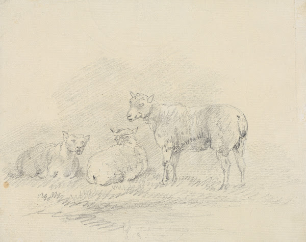 Three Sheep