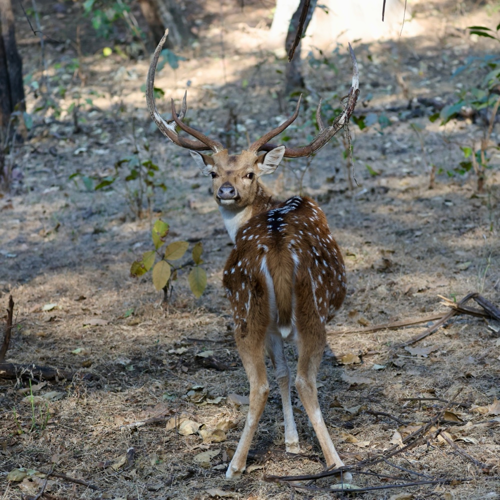 Spotted deer (chital) - male