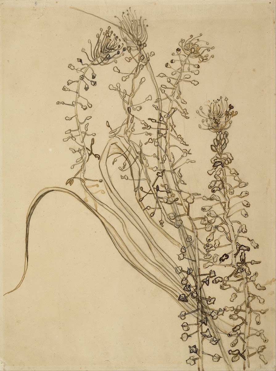 Tassel hyancinth 1889