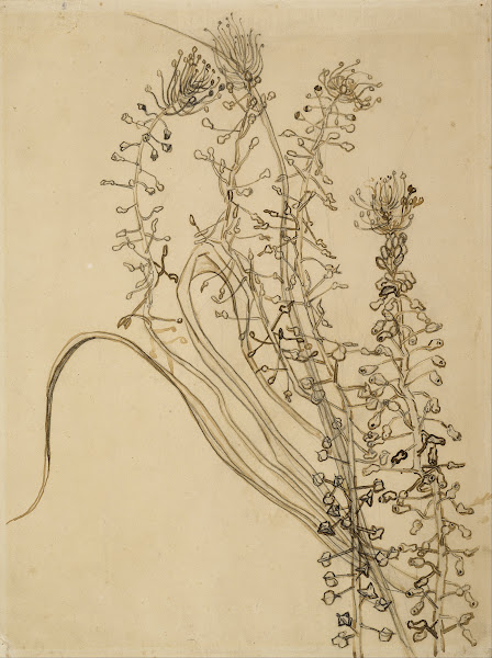 Tassel hyancinth 1889