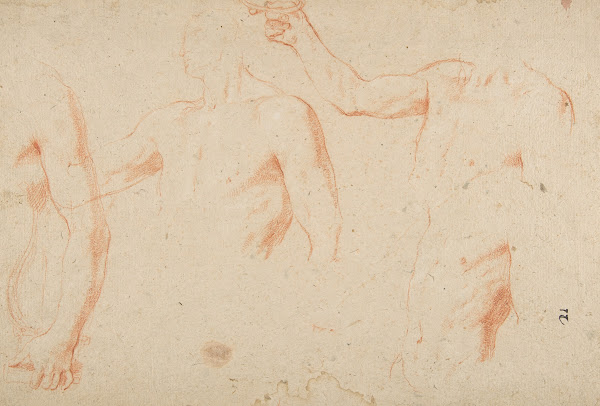 Three Studies of a Male Torso for the Coronation of Marcantonio Pasqualini 1641