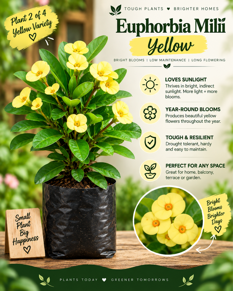 Euphorbia All Colour Collection — view 3