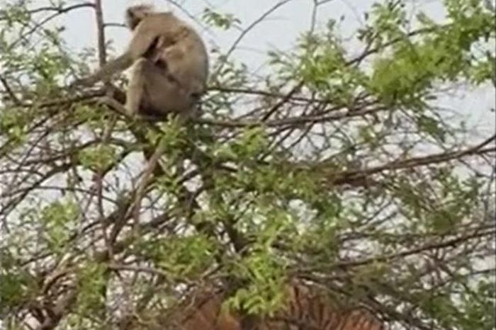Leo cây săn khỉ, hổ nhận cú ngã ê chề vì bị chơi xỏ - Tạp chí Doanh Nghiệp Việt Nam