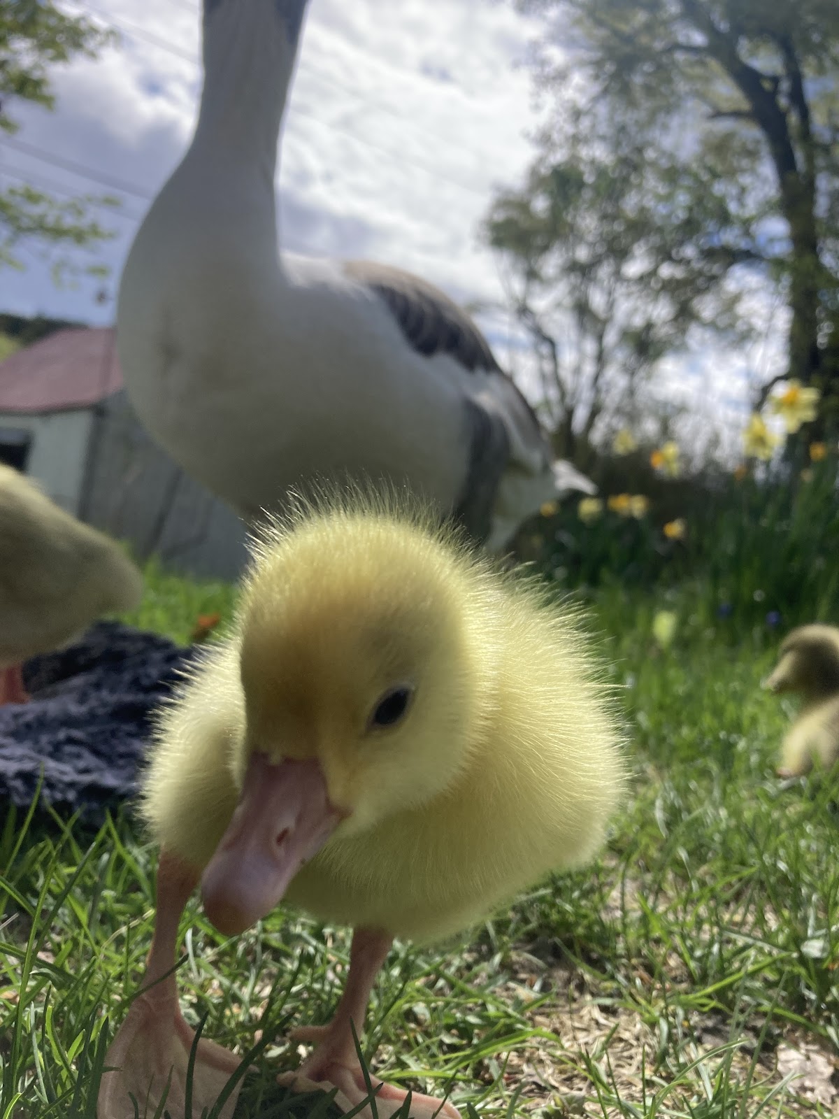 Duck, Goose & Chicken Hatchery | Metzer Farms, California