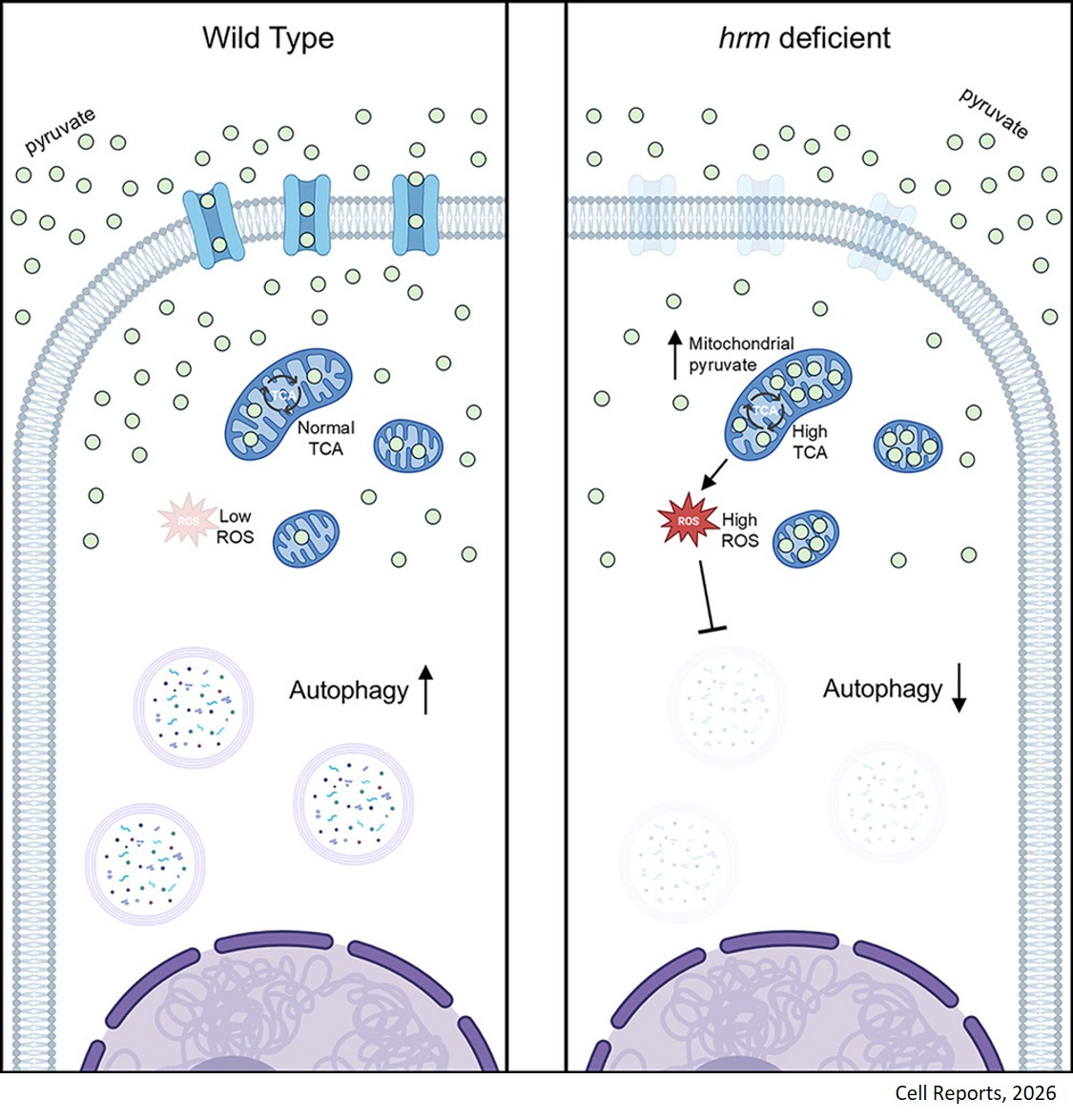 The pyruvate transporter hermes regulates autophagy and health by modulating ROS production