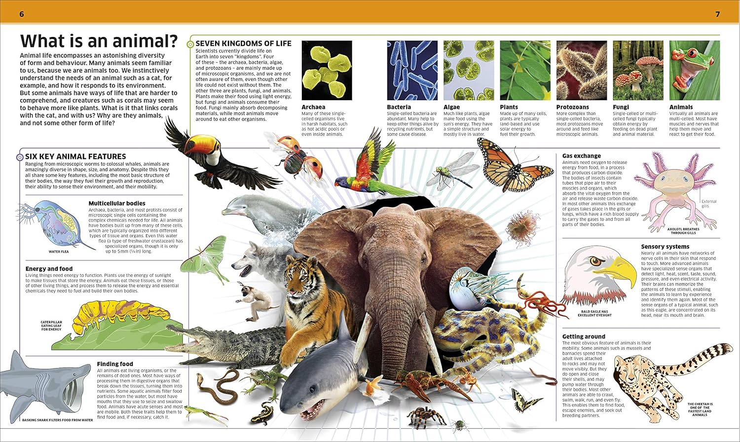 Knowledge Encyclopedia Animal! - thumbnail 2