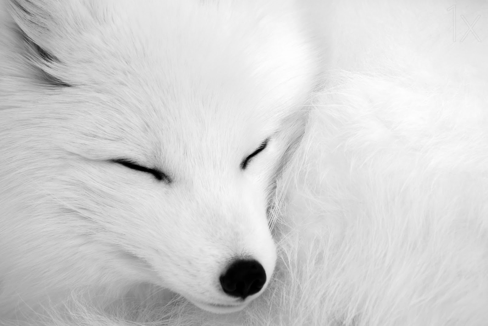 Arctic Fox Wallpaper