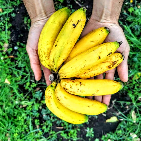 Comprar Banano Kg orgánico