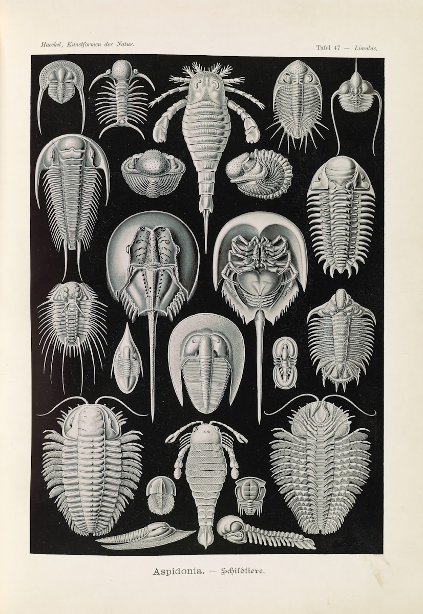 Aspidonia  Schildtiere 1904