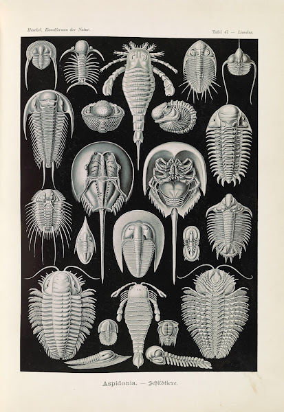 Aspidonia  Schildtiere 1904