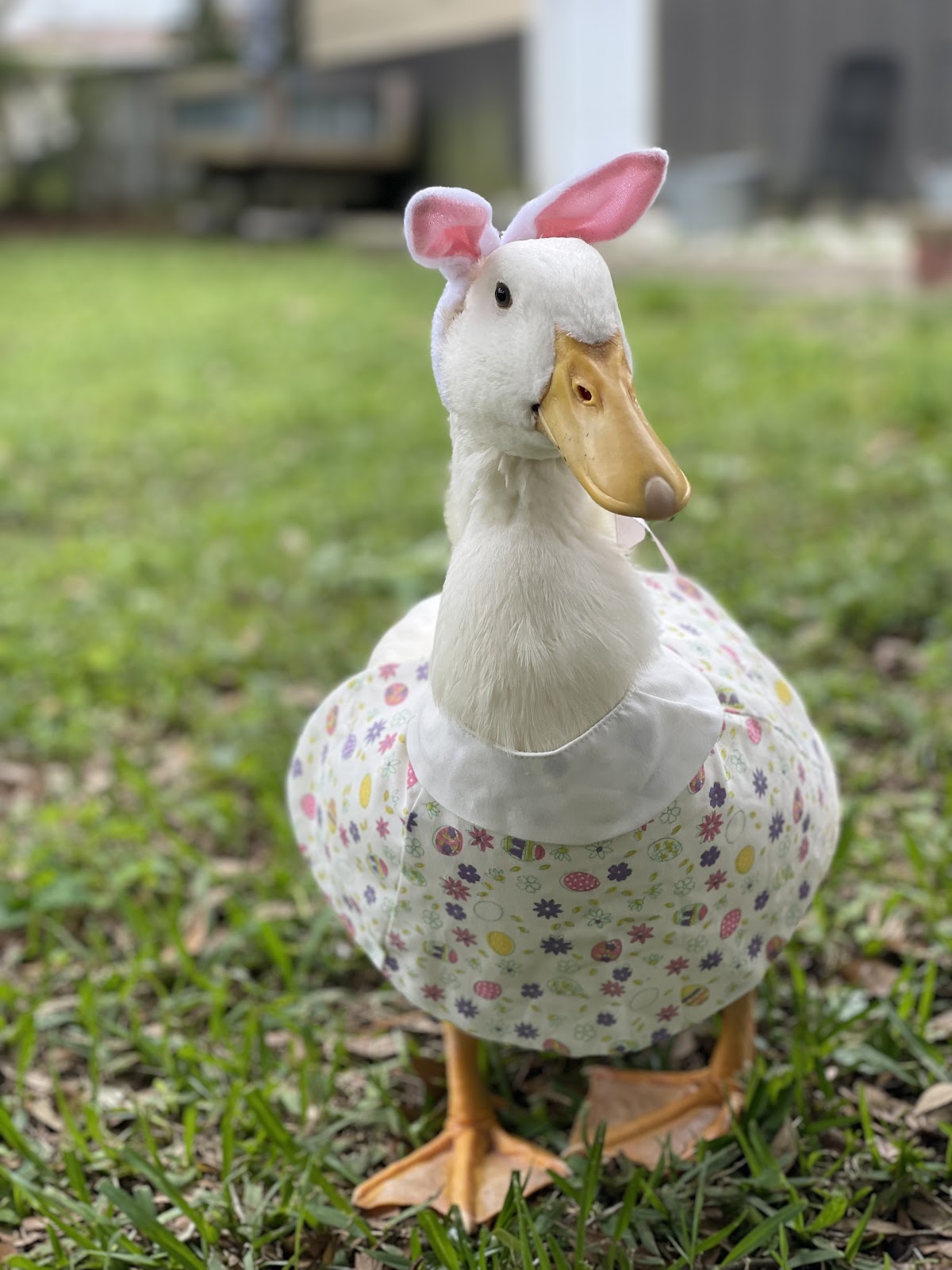 Jumbo Pekin Duckling