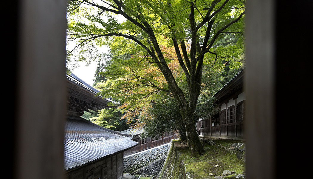 紅葉　永平寺