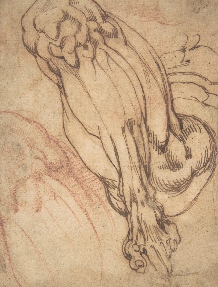 Anatomical Studies of a Leg 14751564