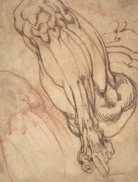 Anatomical Studies of a Leg 14751564