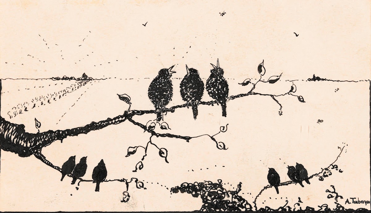Negen vogels op boomtakken 1925