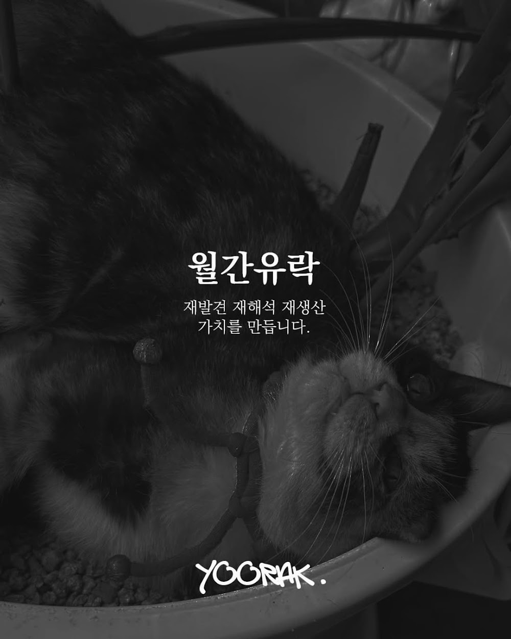 YOORAK_GALLERY:DIDtqwszChU_10.jpg