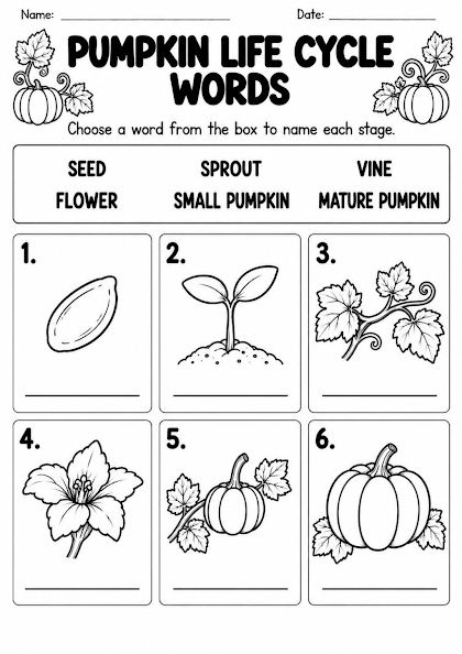 Pumpkin Life Cycle Vocabulary Worksheet