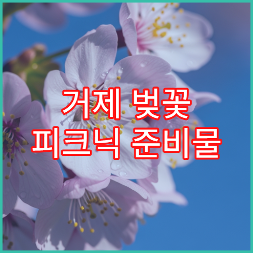 거제 벚꽃 피크닉 준비물 오량초등학교 초보 가족 체크리스트 완성