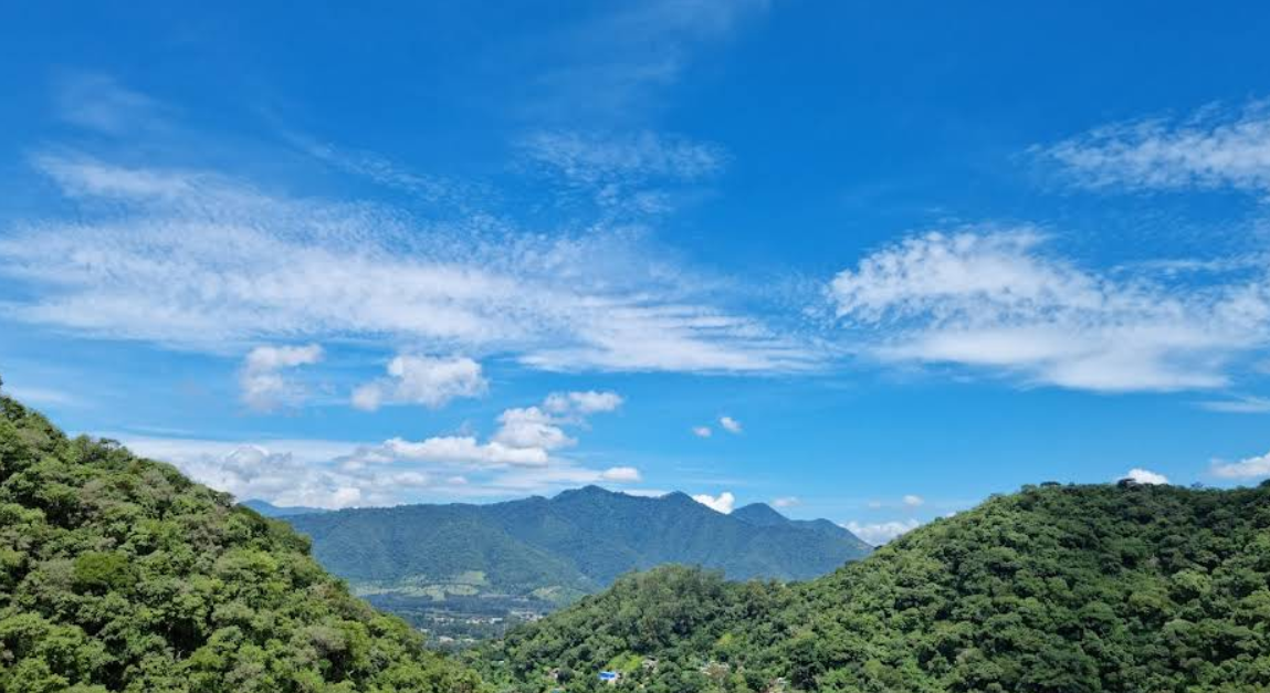 Plantación de café en la finca