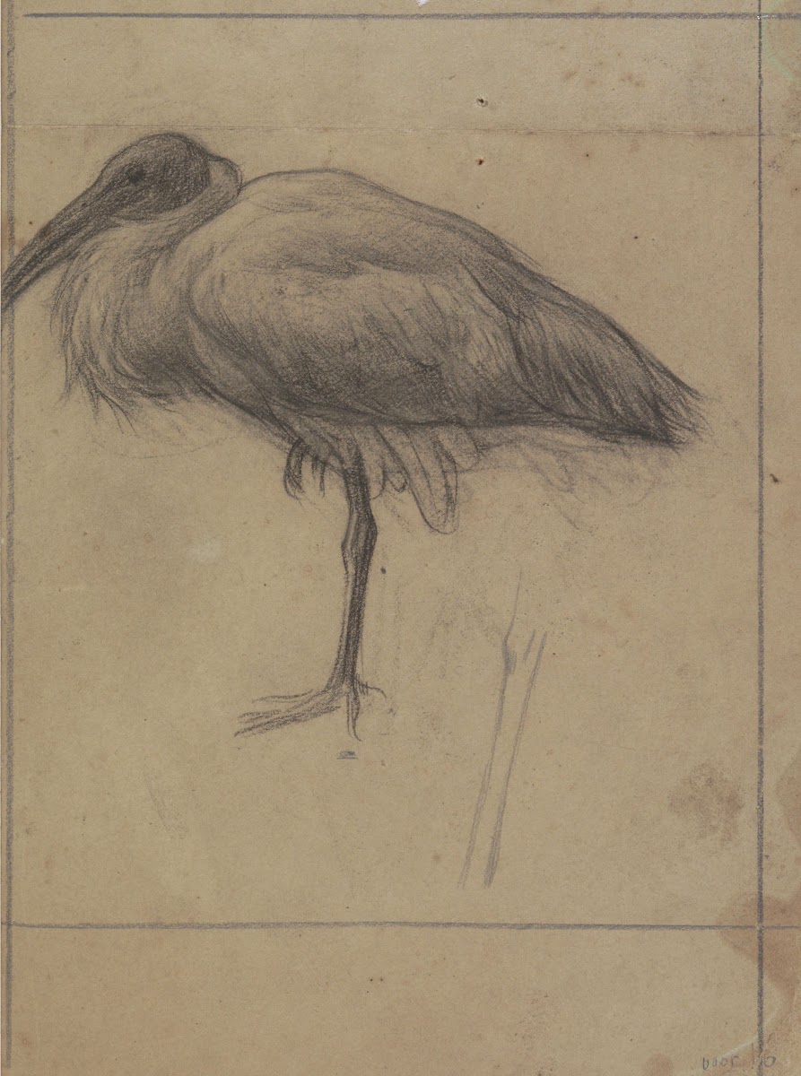 Opgezette ibis 1874   1925