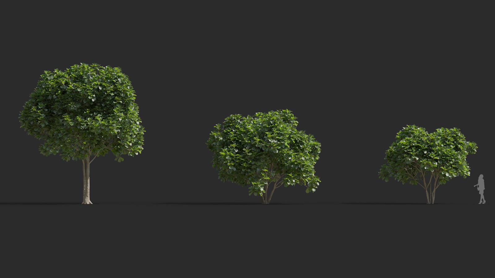 Maxtree - Plant Models Vol.72