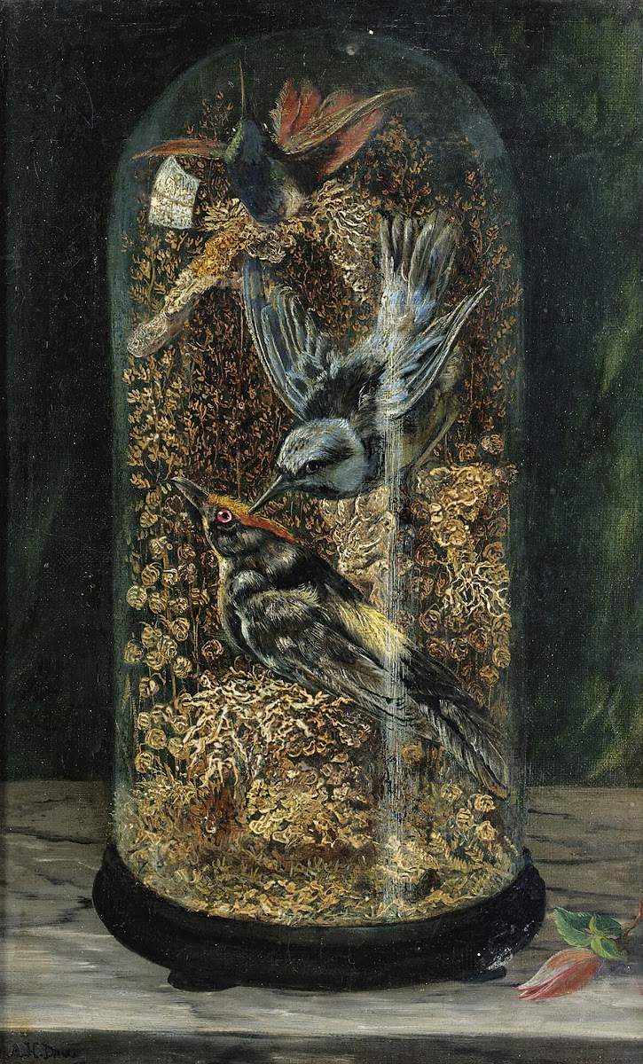 Stuffed Birds In A Dome 1867