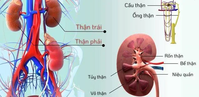 Cấu tạo - Điều Dưỡng - Dược - HA - HS- PHCN - Mới nhất - 2025 - Tài liệu ôn thi và quizizz